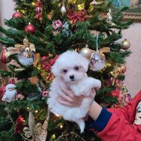 Cuccioli maltese