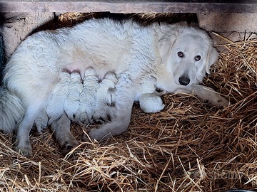 Si cedono cuccioli di pastore maremmano