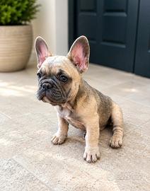 Bulldog francese