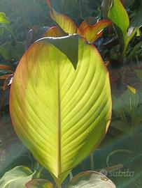 piante giardino, terrazzo, varie