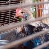 Phoenix orlato argento