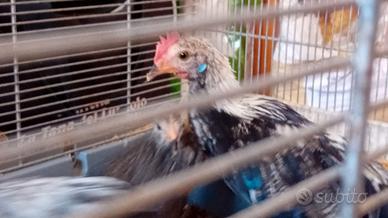 Phoenix orlato argento