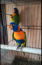 Pappagalli lory rubitorquis arcobaleno molluca