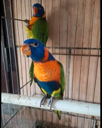 Pappagalli lory rubitorquis arcobaleno molluca