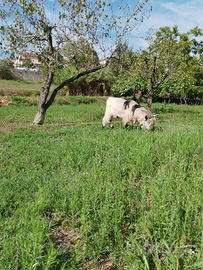 Disponibile maschio capra