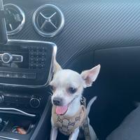 Disponibile chihuahua maschio