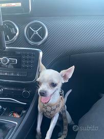 Disponibile chihuahua maschio
