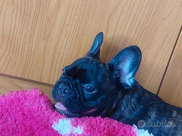 Ultimi cucciolini di bouldogue francese con ped en