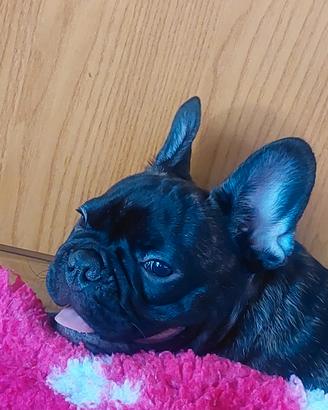 Ultimi cucciolini di bouldogue francese con ped en
