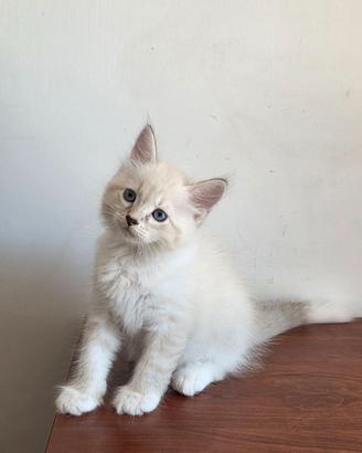 cuccioli siberiano
