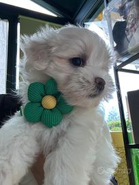 Maltese maltese maltesi