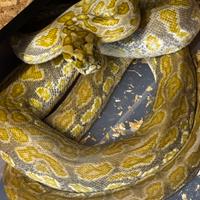 Hypo cateater
