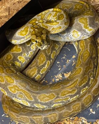 Hypo cateater