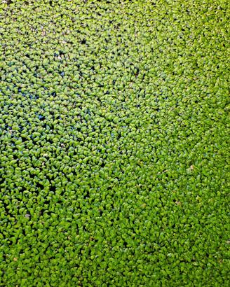 Lemna minor pianta