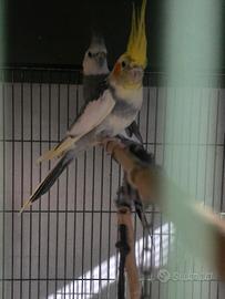 Pappagalli colopsiti