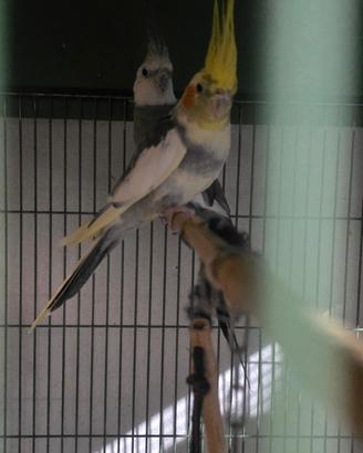 Pappagalli colopsiti