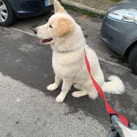 Pastore Maremmano cresciuto da noi