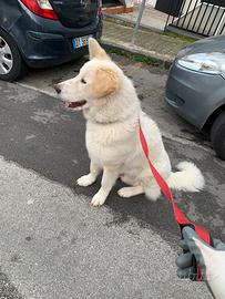 Pastore Maremmano cresciuto da noi