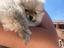 Immagine 2
