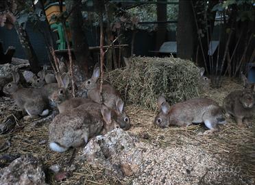 Conigli selvatici