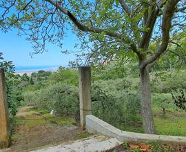 Terreno agricolo con pozzo + uliveto Gala