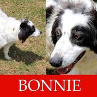 ADOZIONE CANI ANZIANI- Bonnie allegro e festoso
