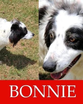 ADOZIONE CANI ANZIANI- Bonnie allegro e festoso