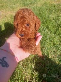 Cuccioli barboncino nano
