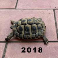 Tartarughe Hermanni Boettgeri femmine e maschi