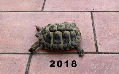 Tartarughe Hermanni Boettgeri femmine e maschi