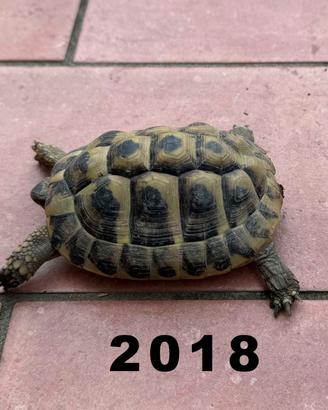 Tartarughe Hermanni Boettgeri femmine e maschi