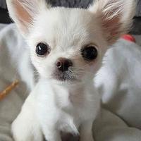 CUCCIOLI di CHIHUAHUA TOY BIANCHI pag rateizzato