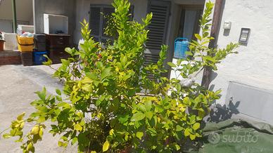 limoni