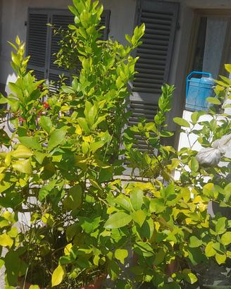 limoni