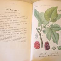 Flora - oltre 100 cromolitografie - 1882