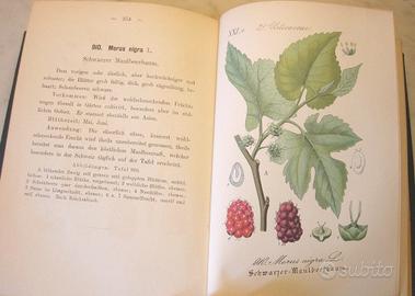 Flora - oltre 100 cromolitografie - 1882