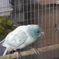 Kakariki acqua gezoomd