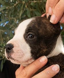 Amstaff American Staffordshire terrier