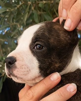 Amstaff American Staffordshire terrier