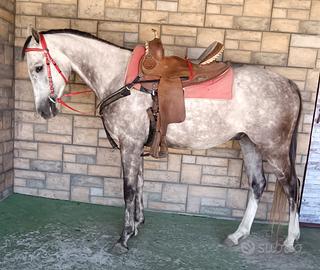 Castrone Anglo arabo