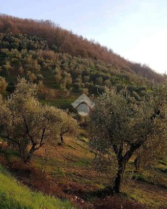 TER. AGRICOLO A PIEVE A NIEVOLE