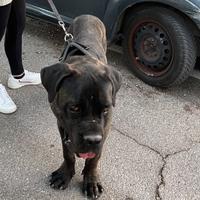 Cane corso