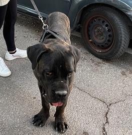 Cane corso