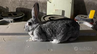 Coniglio si carmagnola