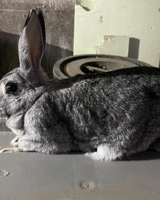 Coniglio si carmagnola