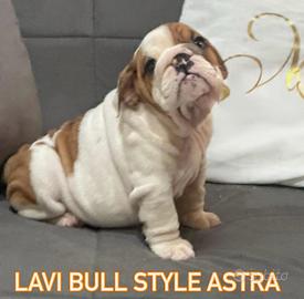 Bulldog inglese femminuccia