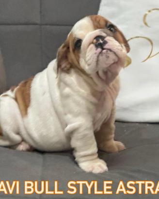 Bulldog inglese femminuccia