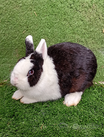 Coniglietti nani da appartamento