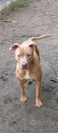 Pitbull Pit bull ukc Red nose