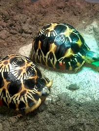 Tartarughe